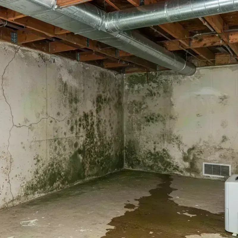 Professional Mold Removal in Independence, MO